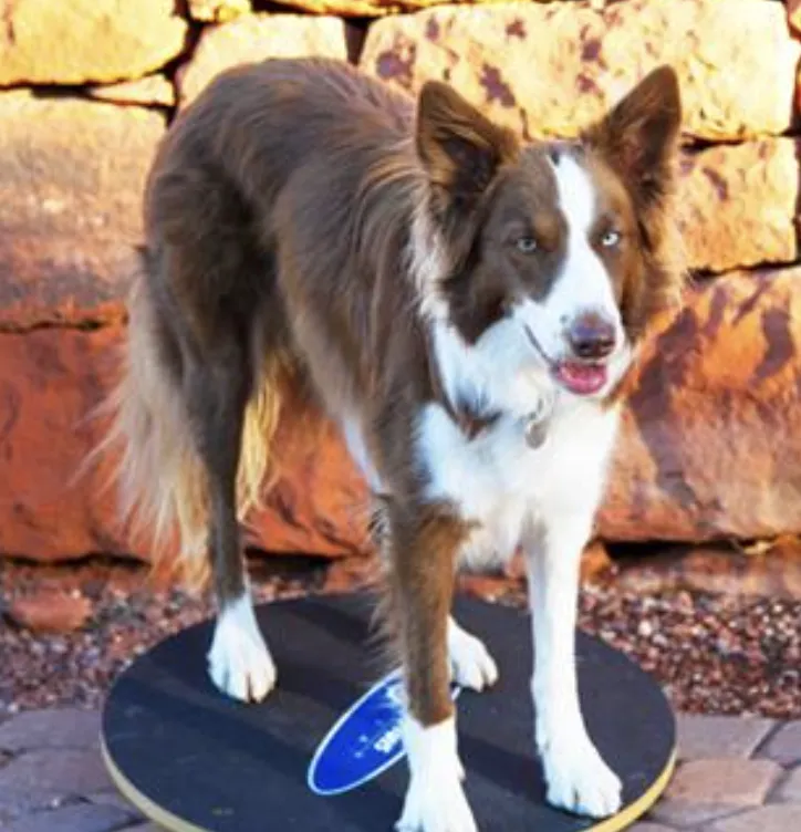 FitPAWS Wobble Board